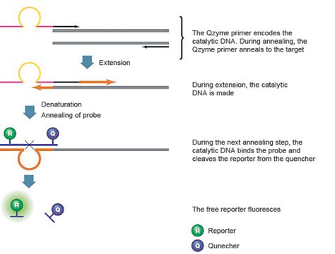 eporbwe|Eprobe®/Eprimer™ .